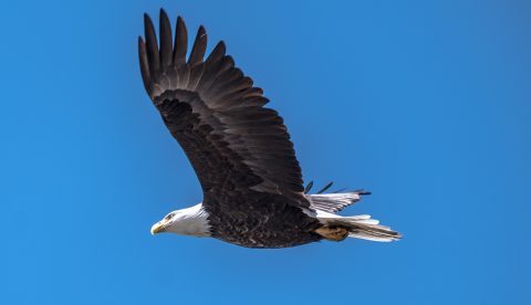Eagle soaring in blue sky