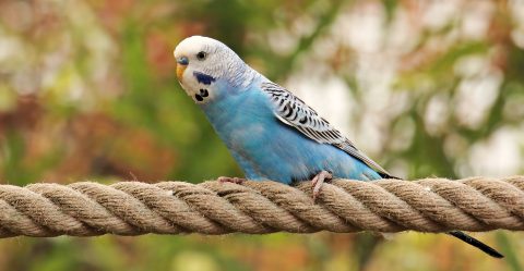 Blue Parakeet perched on a rope